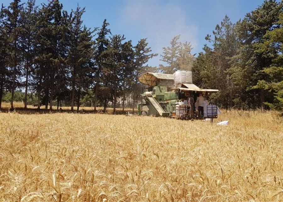 ما لا تعرفونه عن زراعة القمح الطري في لبنان