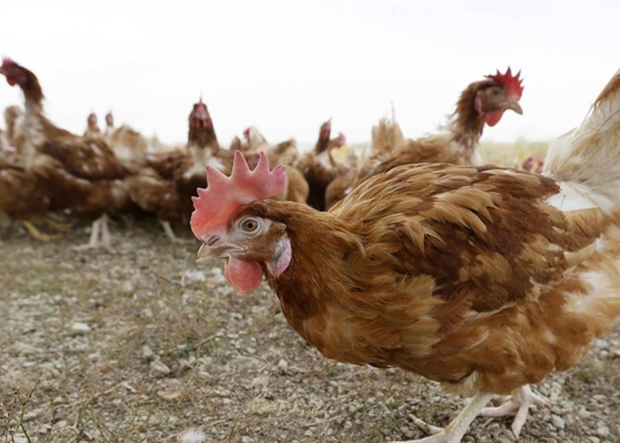 اليابان.. إتلاف 17 ألف دجاجة بسبب إنفلونزا الطيور