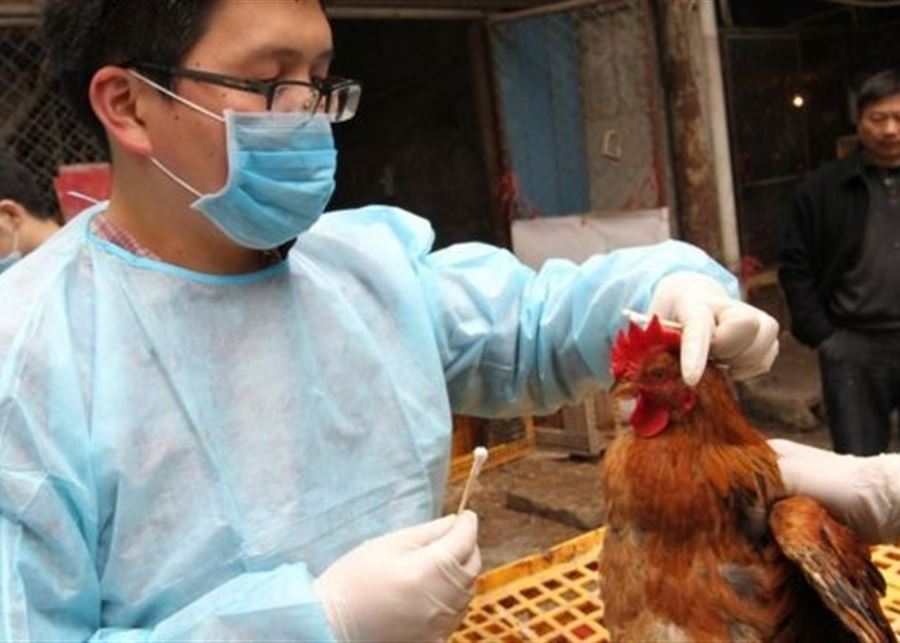 الصحة العالمية تتخوف من تفشي إنفلونزا الطيور بين البشر.. 